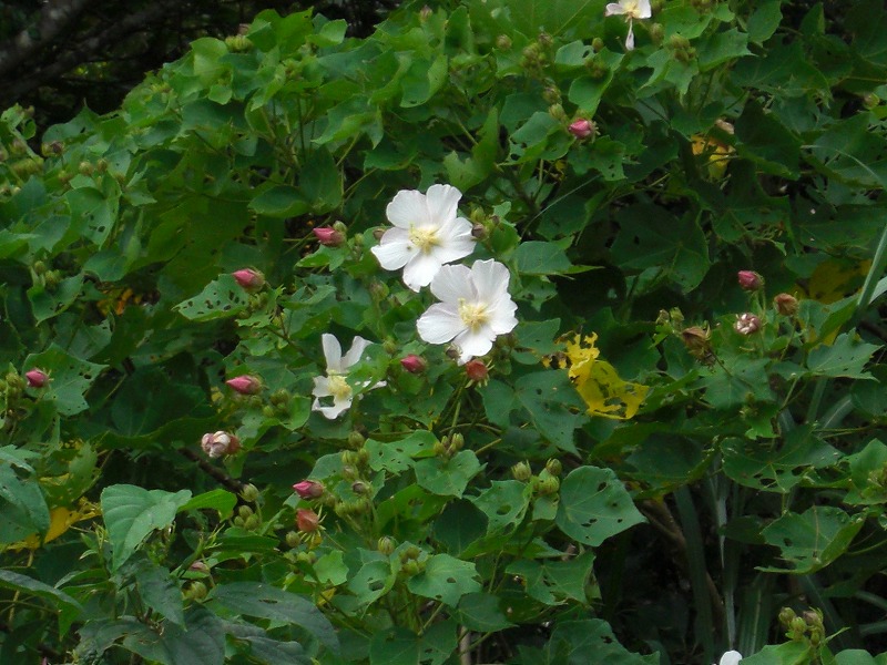 フヨウの花咲けり 自然のままに