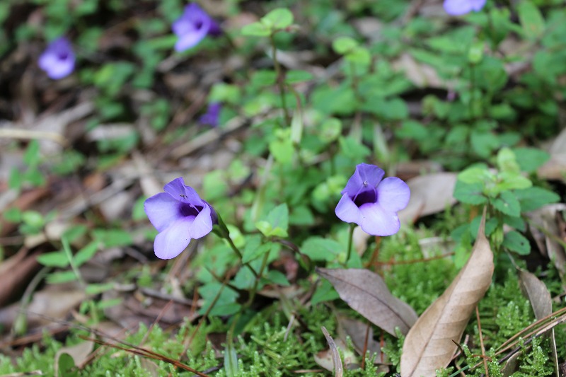 ツルウリクサの花 自然のままに