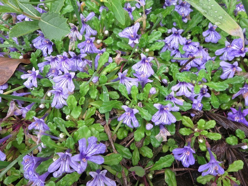 ヒメキランソウの花 自然のままに