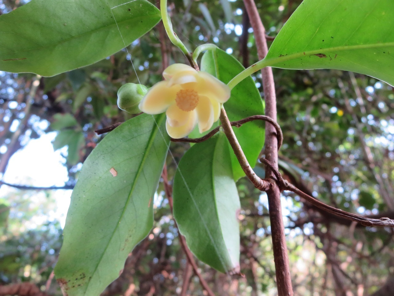 サネカズラの花 自然のままに